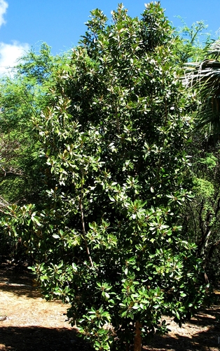 Sideroxylon polynesicum