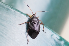 Deraeocoris trifasciatus