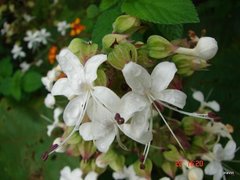 Clerodendrum infortunatum