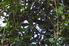 Abroscopus albogularis