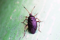 Deraeocoris trifasciatus