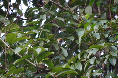 Abroscopus albogularis