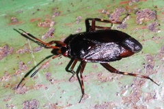 Deraeocoris trifasciatus