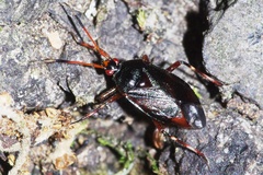 Deraeocoris trifasciatus