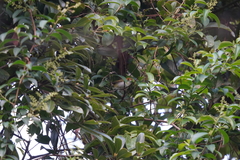 Abroscopus albogularis