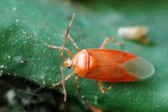 Deraeocoris trifasciatus