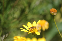 Dolichogyna chilensis