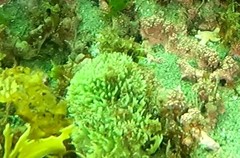 Halichondria sitiens