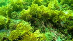 Halichondria sitiens