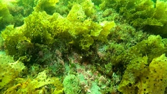 Halichondria sitiens