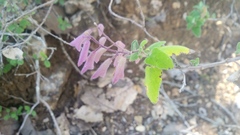 Salvia semiatrata