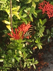 Heliconius charithonia