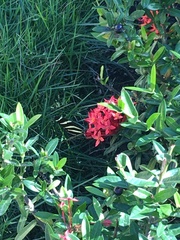 Heliconius charithonia