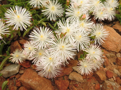 Image of Folk Preenfig (Mesembryanthemum longistylum) by (c) Christiaan Viljoen, some rights reserved (CC BY)
