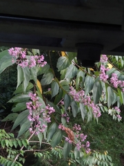 Trichospermum galeottii