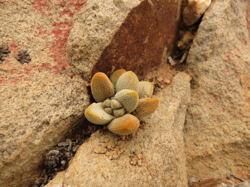 Crassula tecta