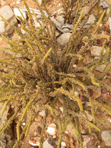 Crassula muscosa