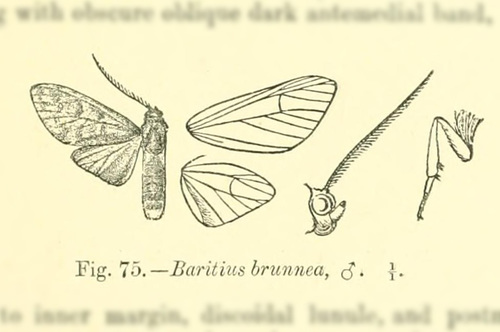 Baritius brunnea