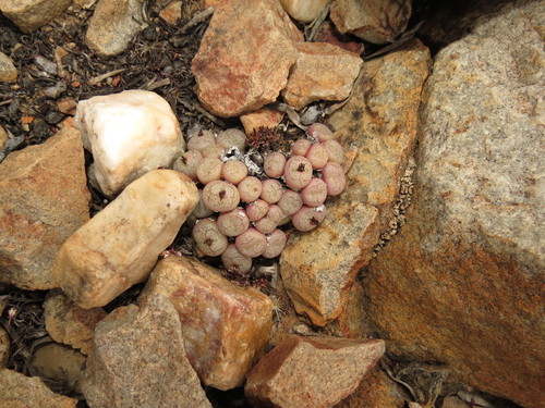 Image of Conophytum truncatum by (c) Christiaan Viljoen, some rights reserved (CC BY)