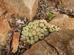 Conophytum truncatum