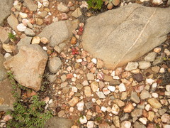 Conophytum truncatum
