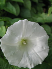 Calystegia sepium