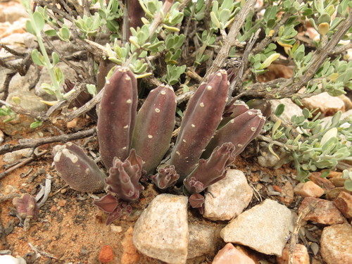 Ceropegia rufa