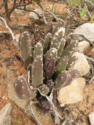 Ceropegia rufa