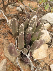 Stapelia rufa