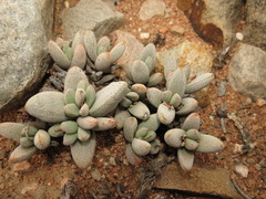 Crassula tecta