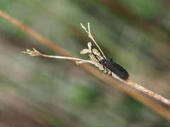 Xylobanus