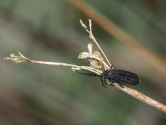 Xylobanus