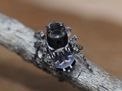 Maratus lobatus