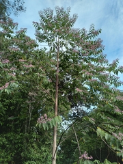 Trichospermum galeottii