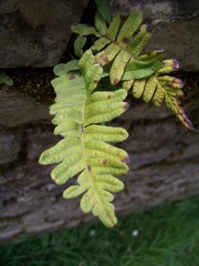 Polypodium vulgare