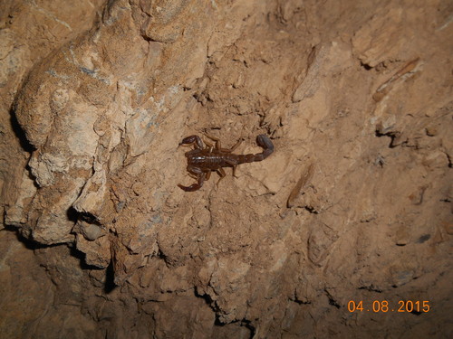 Intermediate Scorpion
