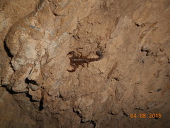 Vaejovis intermedius