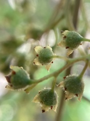 Trymalium odoratissimum