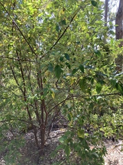 Trymalium odoratissimum