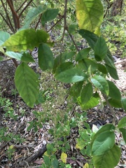 Trymalium odoratissimum