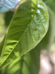 Trymalium odoratissimum