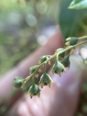 Trymalium odoratissimum