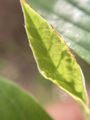 Trymalium odoratissimum