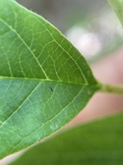 Trymalium odoratissimum