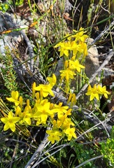 Sebaea grisebachiana