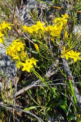 Sebaea grisebachiana