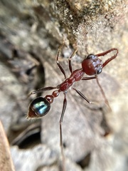 Myrmecia regularis