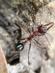 Myrmecia regularis