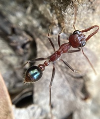 Myrmecia regularis