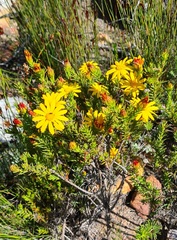 Osteospermum glabrum